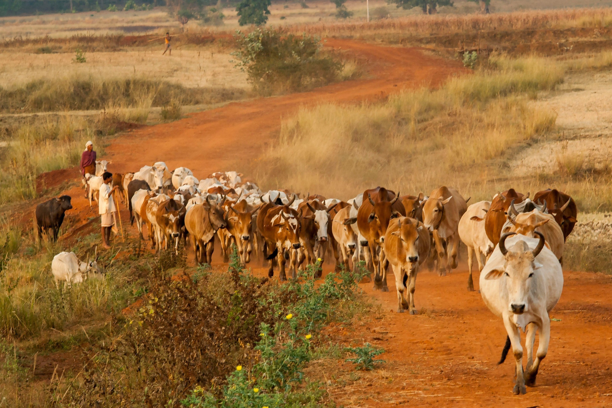 Herd of desi cows on a village road near Varanasi