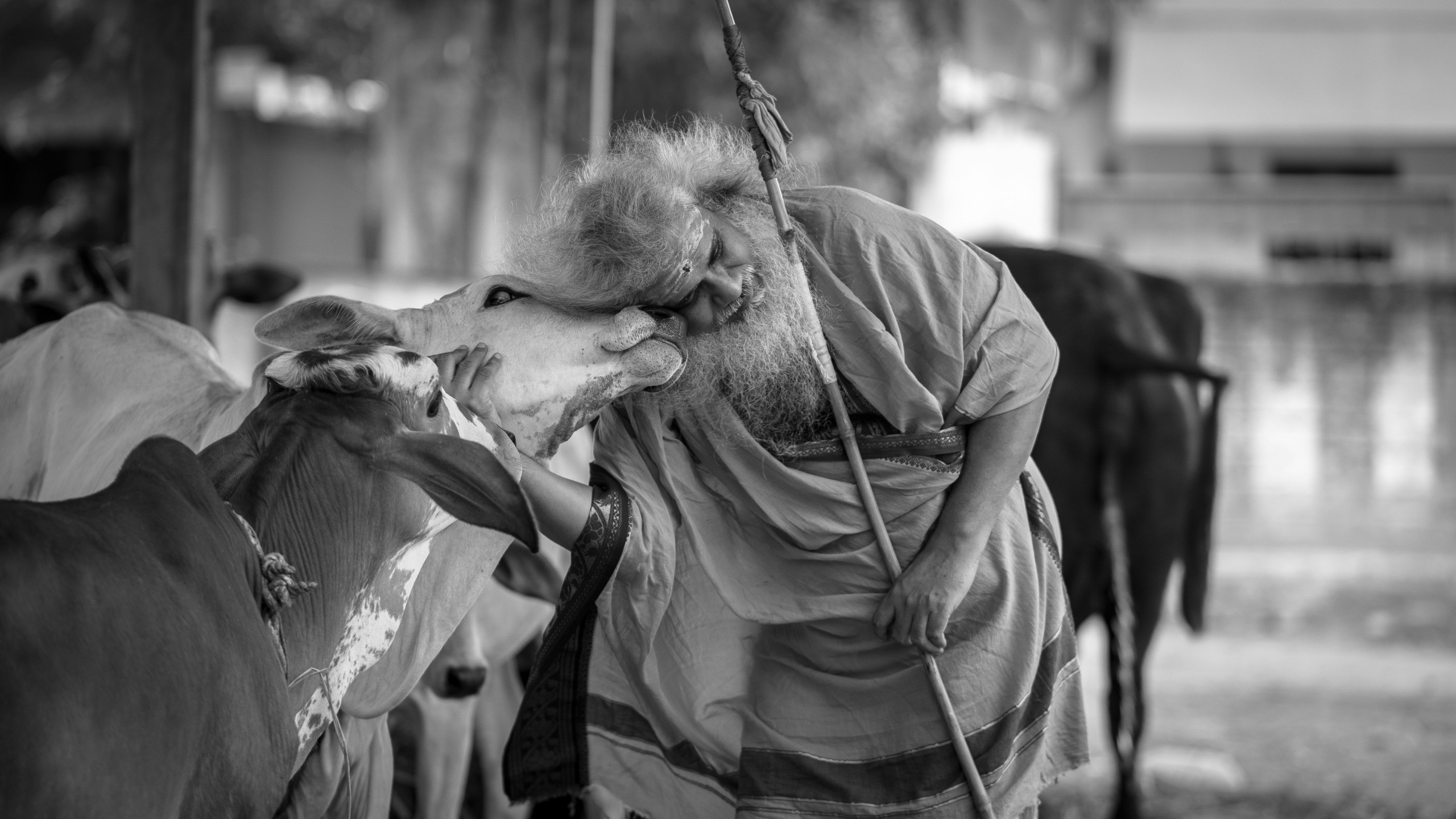 Gau Mata — the heart of Chandrahass's story