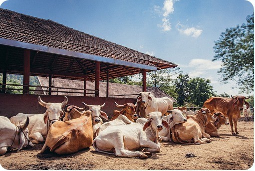Cows resting at a gaushala (cow shelter) supported by Saptaashwah
